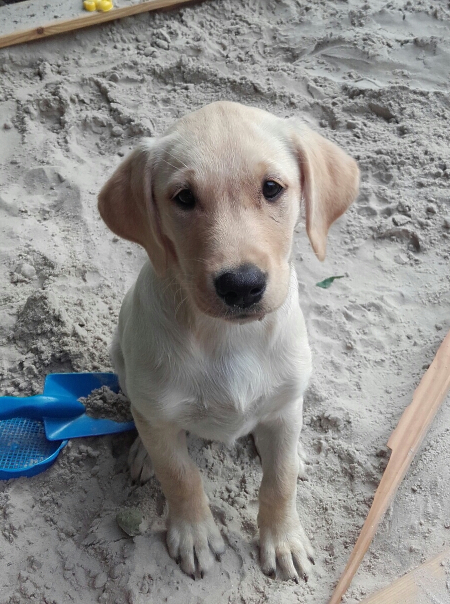 Dingelhopper Labrador Retriever Zucht (DRC/VDH/FCI)